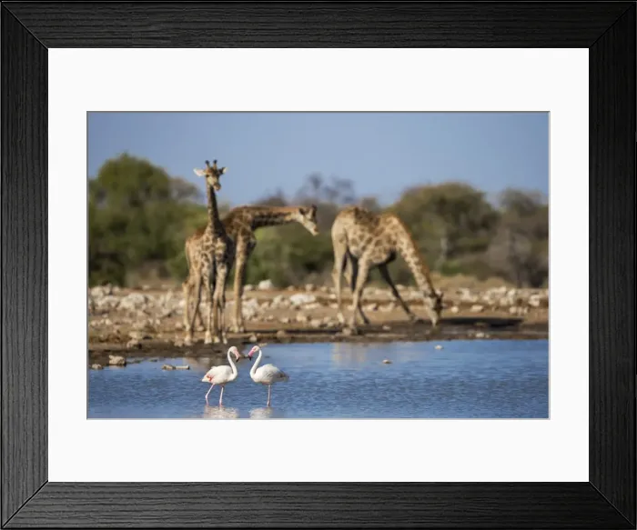Framed Print : Giraffe (Giraffa camelopardalis), greater flamingoes (Phoenicopterus ruber), Etosha National Park, Namibia, Africa Framed Print : Giraffe (Giraffa camelopardalis), greater flamingoes (Phoenicopterus ruber), Etosha National Park, Namibia, Africa