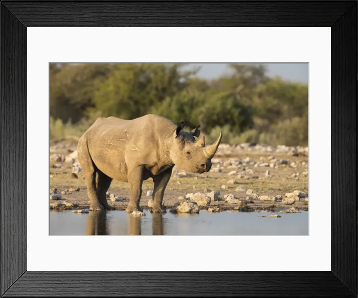 Framed Print : Black rhino (Diceros bicornis), Etosha National Park, Namibia, Africa Framed Print : Black rhino (Diceros bicornis), Etosha National Park, Namibia, Africa