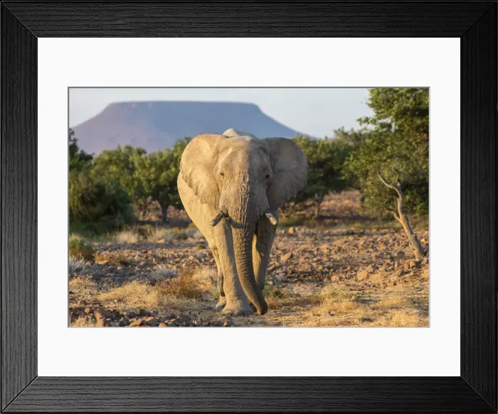 Framed Print : Elephant (Loxodonta africana), Damaraland, Kunene, Namibia, Africa Framed Print : Elephant (Loxodonta africana), Damaraland, Kunene, Namibia, Africa