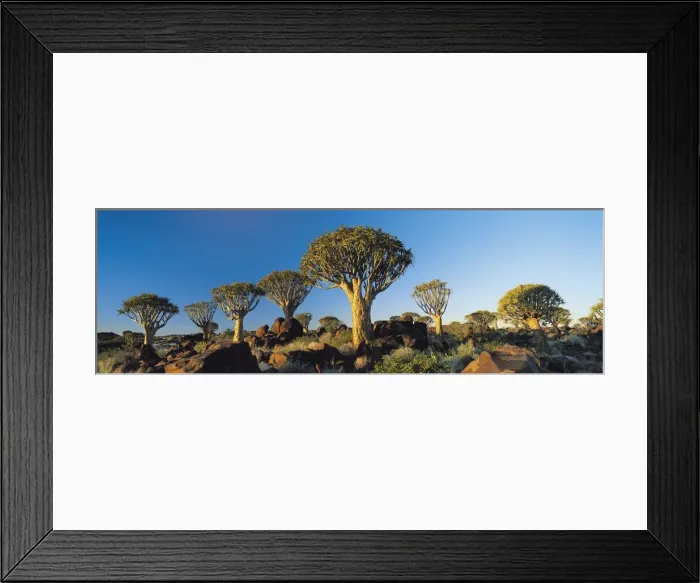 Framed Print : Quiver Trees, Namibia, Africa Framed Print : Quiver Trees, Namibia, Africa