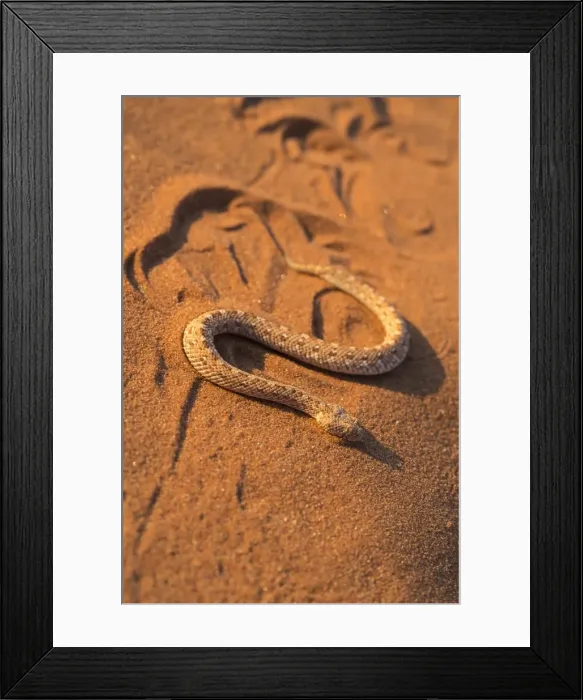 Framed Print : Peringueys adder (sidewinding adder) (Bitis peringueyi) sidewinding, Namib Desert, Namibia, Africa Framed Print : Peringueys adder (sidewinding adder) (Bitis peringueyi) sidewinding, Namib Desert, Namibia, Africa