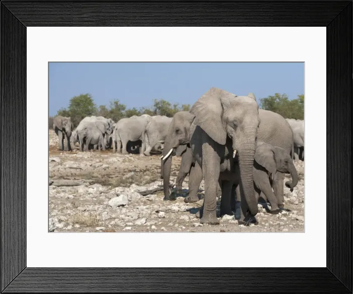 Framed Print : Elephants (Loxodonta africana), Etosha National Park, Namibia, Africa Framed Print : Elephants (Loxodonta africana), Etosha National Park, Namibia, Africa