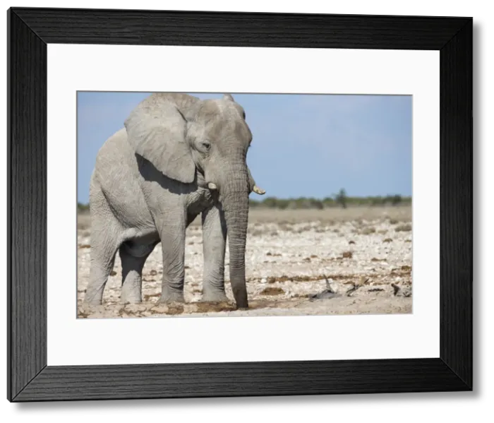 Framed Print : Elephant (Loxodonta africana), Etosha National Park, Namibia, Africa Framed Print : Elephant (Loxodonta africana), Etosha National Park, Namibia, Africa