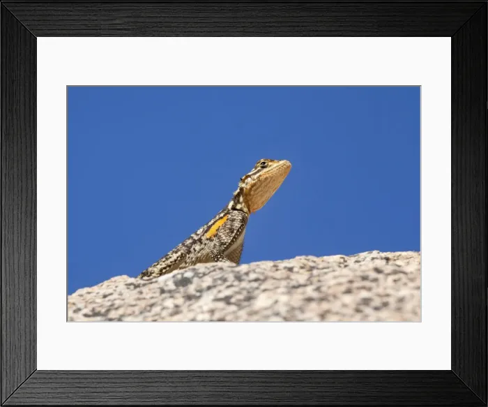 Framed Print : Namibian rock agama (Agama planiceps), Damaraland, Namibia, Africa Framed Print : Namibian rock agama (Agama planiceps), Damaraland, Namibia, Africa