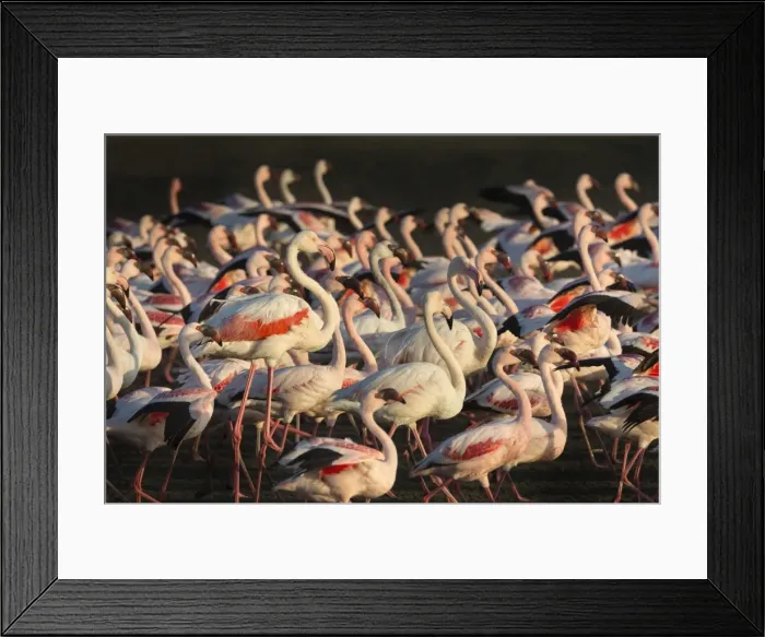 Framed Print : Greater flamingoes (Phoenicopterus ruber) and Lesser flamingoes (Phoenicopterus minor), Walvis Bay, Namibia, Africa Framed Print : Greater flamingoes (Phoenicopterus ruber) and Lesser flamingoes (Phoenicopterus minor), Walvis Bay, Namibia, Africa