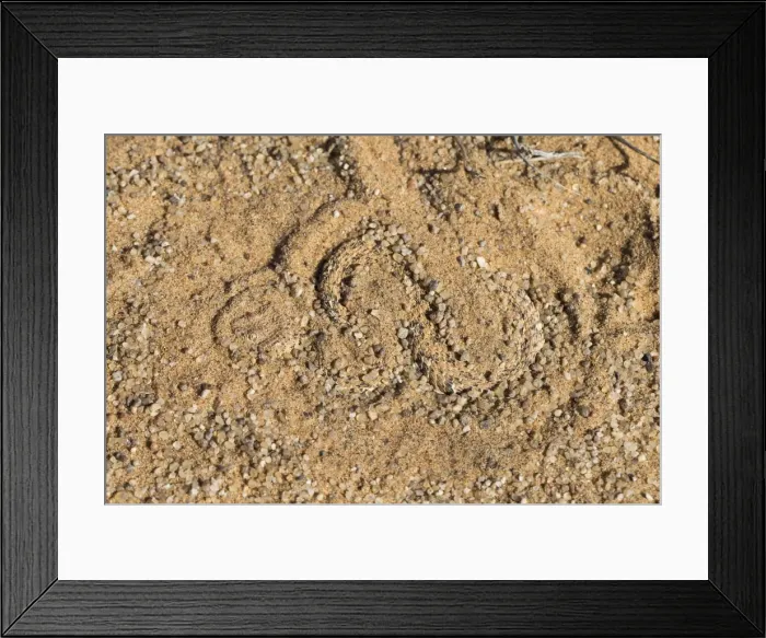 Framed Print : Peringueys adder (sidewinding adder) (Bitis peringueyi), hiding in sand, Namib Desert, Namibia, Africa Framed Print : Peringueys adder (sidewinding adder) (Bitis peringueyi), hiding in sand, Namib Desert, Namibia, Africa