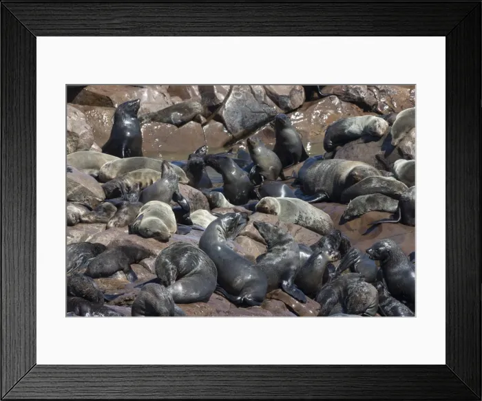 Framed Print : South African (Cape) fur seals (Arctocephalus pusillus pusillus), Cape Cross breeding colony, Namibia, Africa Framed Print : South African (Cape) fur seals (Arctocephalus pusillus pusillus), Cape Cross breeding colony, Namibia, Africa