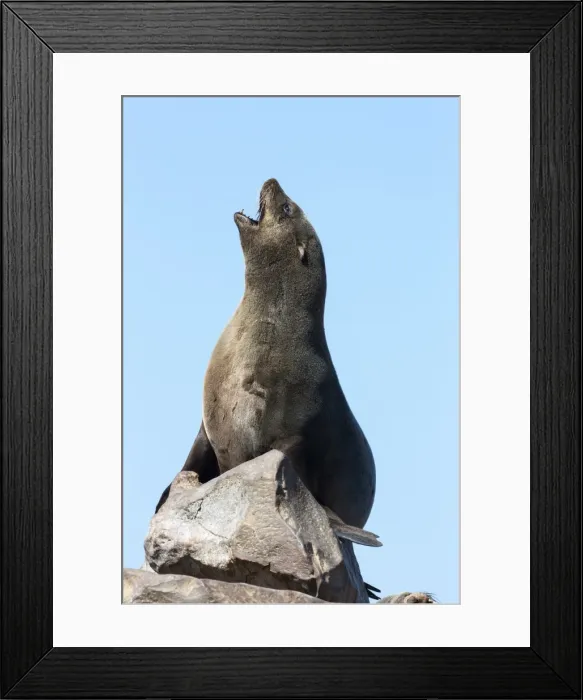 Framed Print : South African (Cape) fur seal (Arctocephalus pusillus pusillus), Cape Cross breeding colony, Namibia, May 2013 Framed Print : South African (Cape) fur seal (Arctocephalus pusillus pusillus), Cape Cross breeding colony, Namibia, May 2013