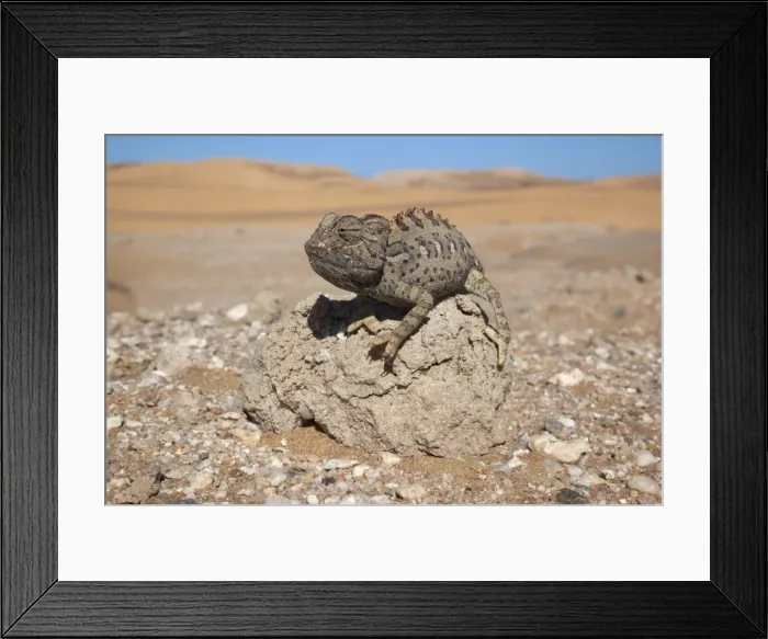 Framed Print : Namaqua chameleon (Chamaeleo namaquensis), Namib Desert, Namibia, Africa Framed Print : Namaqua chameleon (Chamaeleo namaquensis), Namib Desert, Namibia, Africa