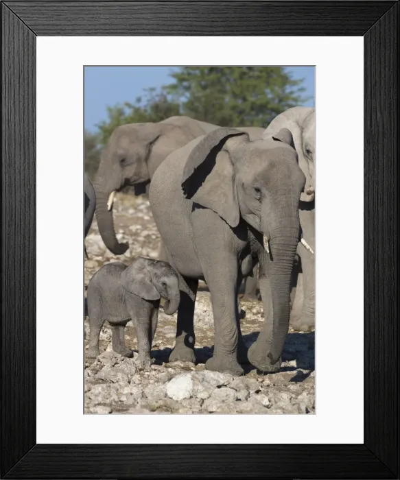 Framed Print : Elephants (Loxodonta africana), Etosha National Park, Namibia, Africa Framed Print : Elephants (Loxodonta africana), Etosha National Park, Namibia, Africa
