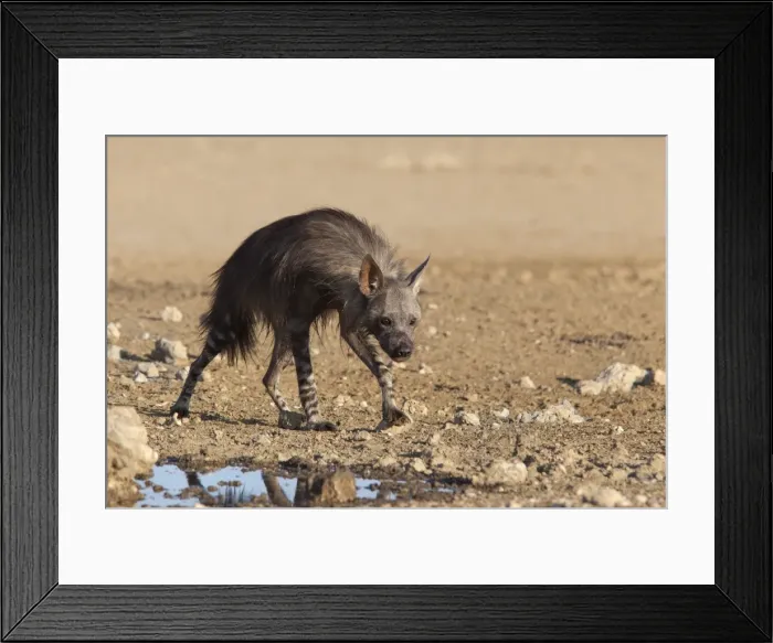 Framed Print : Brown hyena (Hyaena brunnea), Kgalagadi Transfrontier National Park, Northern Cape, South Africa, Africa Framed Print : Brown hyena (Hyaena brunnea), Kgalagadi Transfrontier National Park, Northern Cape, South Africa, Africa