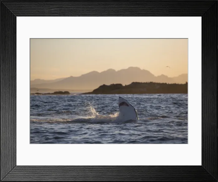 Framed Print : Great white shark (Carcharodon carcharias), Seal Island, False Bay, Simonstown, Western Cape, South Africa, Africa