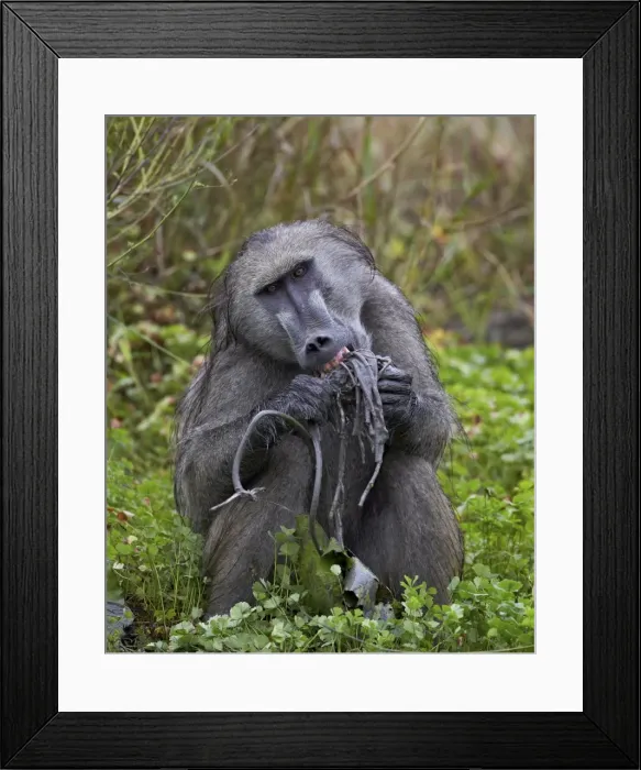 Framed Print : Adult male Chacma baboon (Papio ursinus) eating a water lily tuber, Kruger National Park, South Africa, Africa Framed Print : Adult male Chacma baboon (Papio ursinus) eating a water lily tuber, Kruger National Park, South Africa, Africa