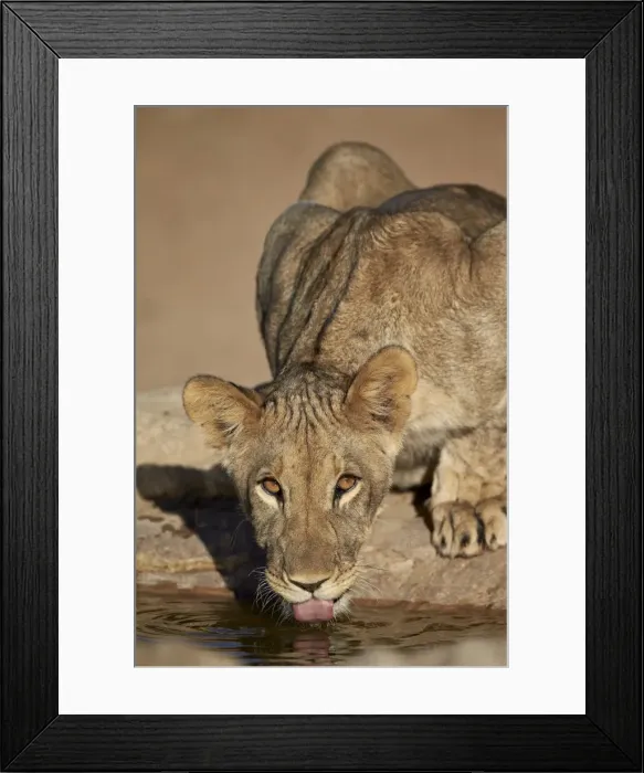 Framed Print : Lion (Panthera leo) cub drinking, Kgalagadi Transfrontier Park, encompassing the former Kalahari Gemsbok National Park, South Africa, Africa Framed Print : Lion (Panthera leo) cub drinking, Kgalagadi Transfrontier Park, encompassing the former Kalahari Gemsbok National Park, South Africa, Africa