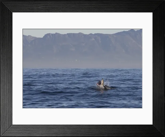 Framed Print : Great white shark (Carcharodon carcharias), Seal Island, False Bay, Simonstown, Western Cape, South Africa, Africa
