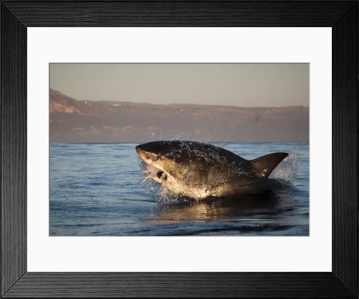 Framed Print : Great white shark (Carcharodon carcharias), Seal Island, False Bay, Simonstown, Western Cape, South Africa, Africa Framed Print : Great white shark (Carcharodon carcharias), Seal Island, False Bay, Simonstown, Western Cape, South Africa, Africa
