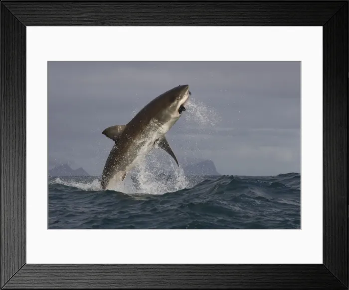 Framed Print : Great white shark (Carcharodon carcharias), Seal Island, False Bay, Simonstown, Western Cape, South Africa, Africa Framed Print : Great white shark (Carcharodon carcharias), Seal Island, False Bay, Simonstown, Western Cape, South Africa, Africa