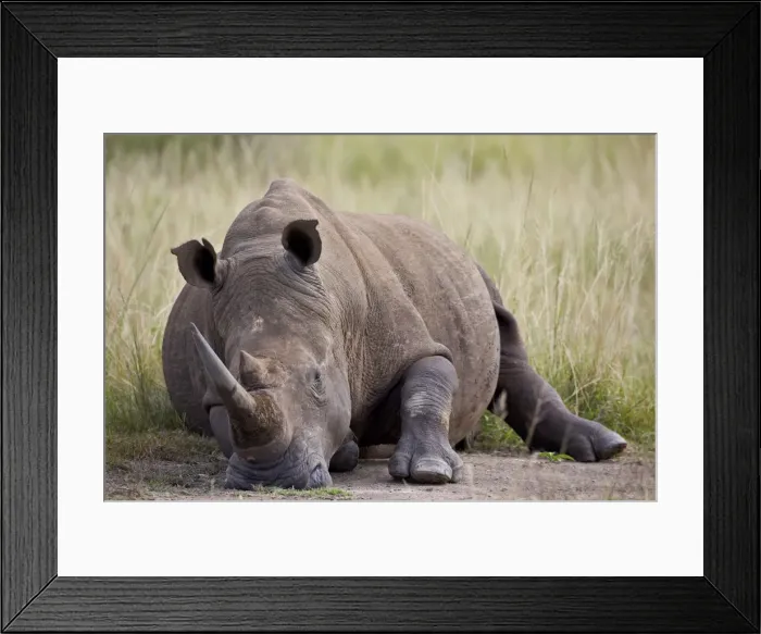 Framed Print : White rhinoceros (Ceratotherium simum) napping, Hluhluwe Game Reserve, South Africa, Africa Framed Print : White rhinoceros (Ceratotherium simum) napping, Hluhluwe Game Reserve, South Africa, Africa