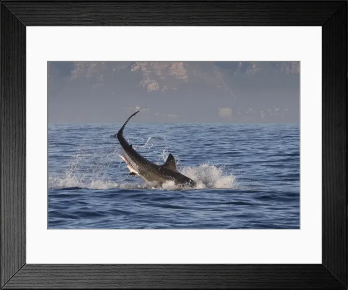Framed Print : Great white shark (Carcharodon carcharias), Seal Island, False Bay, Simonstown, Western Cape, South Africa, Africa Framed Print : Great white shark (Carcharodon carcharias), Seal Island, False Bay, Simonstown, Western Cape, South Africa, Africa
