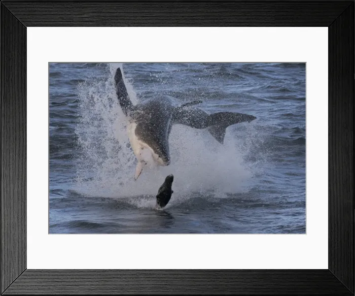 Framed Print : Great white shark (Carcharodon carcharias), Seal Island, False Bay, Simonstown, Western Cape, South Africa, Africa Framed Print : Great white shark (Carcharodon carcharias), Seal Island, False Bay, Simonstown, Western Cape, South Africa, Africa