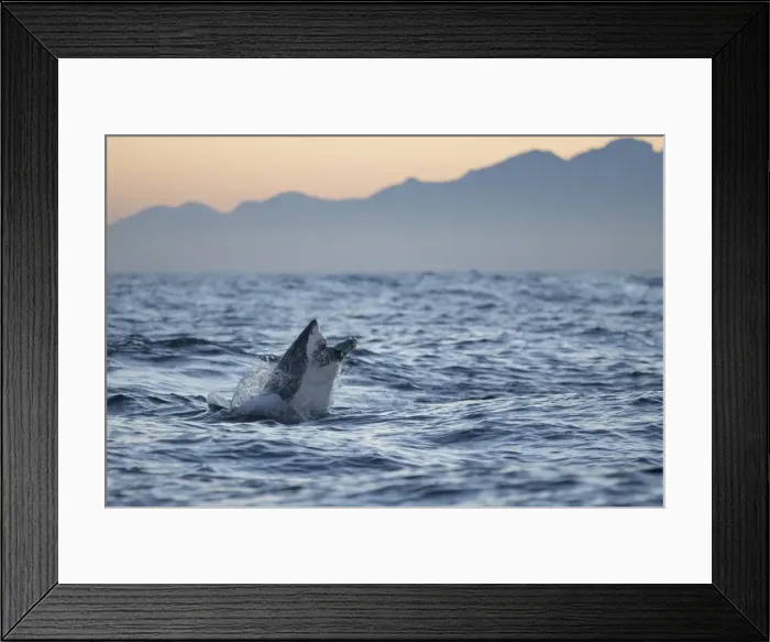 Framed Print : Great white shark (Carcharodon carcharias), Seal Island, False Bay, Simonstown, Western Cape, South Africa, Africa Framed Print : Great white shark (Carcharodon carcharias), Seal Island, False Bay, Simonstown, Western Cape, South Africa, Africa