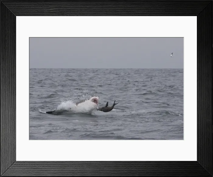 Framed Print : Great white shark (Carcharodon carcharias), Seal Island, False Bay, Simonstown, Western Cape, South Africa, Africa