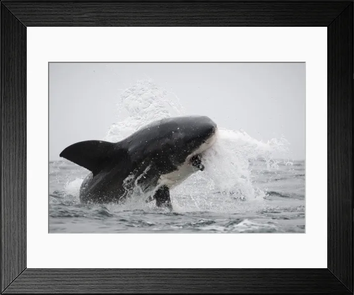 Framed Print : Great white shark (Carcharodon carcharias), Seal Island, False Bay, Simonstown, Western Cape, South Africa, Africa Framed Print : Great white shark (Carcharodon carcharias), Seal Island, False Bay, Simonstown, Western Cape, South Africa, Africa