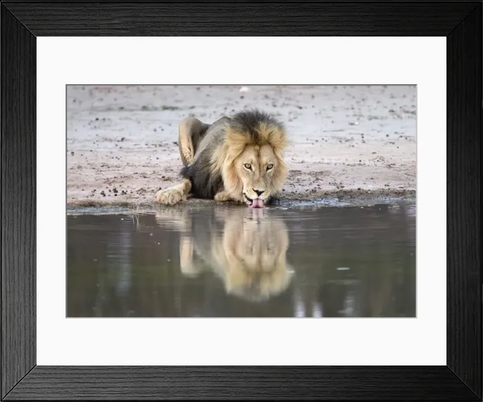 Framed Print : Lion (Panthera leo) drinking, Kgalagadi Transfrontier Park, South Africa, Africa Framed Print : Lion (Panthera leo) drinking, Kgalagadi Transfrontier Park, South Africa, Africa