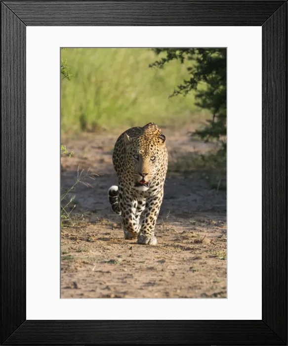 Framed Print : Male leopard (Panthera pardus), Phinda game reserve, KwaZulu Natal, South Africa, Africa Framed Print : Male leopard (Panthera pardus), Phinda game reserve, KwaZulu Natal, South Africa, Africa