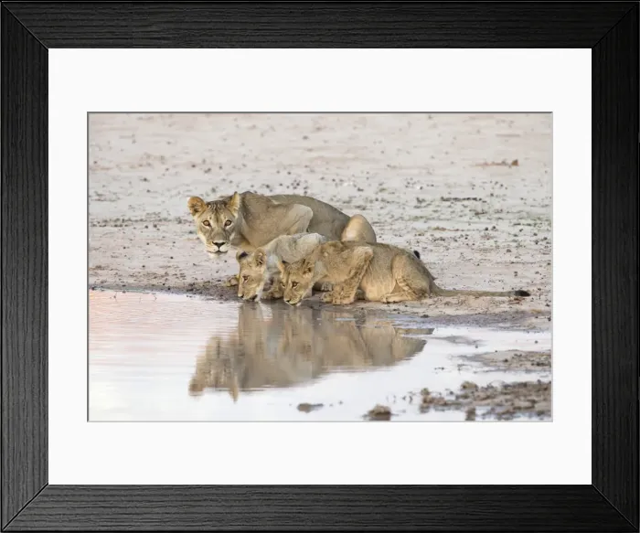 Framed Print : Lioness and cubs (Panthera leo) at water, Kgalagadi Transfrontier Park, South Africa, Africa Framed Print : Lioness and cubs (Panthera leo) at water, Kgalagadi Transfrontier Park, South Africa, Africa