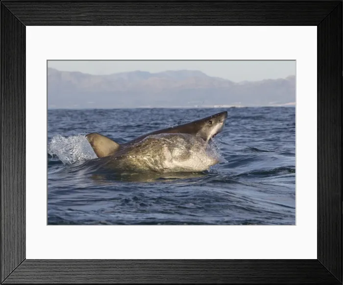Framed Print : Great white shark (Carcharodon carcharias), Seal Island, False Bay, Simonstown, Western Cape, South Africa, Africa Framed Print : Great white shark (Carcharodon carcharias), Seal Island, False Bay, Simonstown, Western Cape, South Africa, Africa