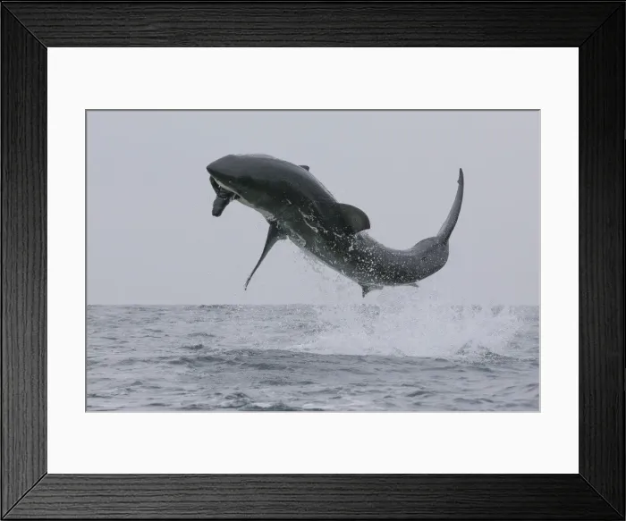 Framed Print : Great white shark (Carcharodon carcharias), Seal Island, False Bay, Simonstown, Western Cape, South Africa, Africa Framed Print : Great white shark (Carcharodon carcharias), Seal Island, False Bay, Simonstown, Western Cape, South Africa, Africa