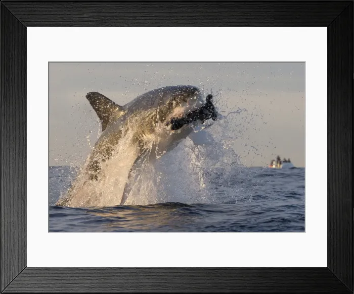 Framed Print : Great white shark (Carcharodon carcharias), Seal Island, False Bay, Simonstown, Western Cape, South Africa, Africa Framed Print : Great white shark (Carcharodon carcharias), Seal Island, False Bay, Simonstown, Western Cape, South Africa, Africa