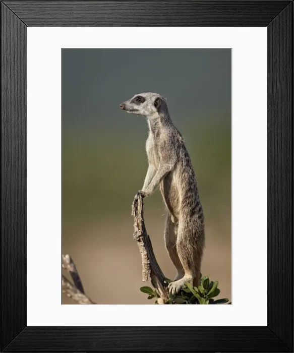 Framed Print : Meerkat (suricate) (Suricata suricatta) on sentry duty, Addo Elephant National Park, South Africa, Africa Framed Print : Meerkat (suricate) (Suricata suricatta) on sentry duty, Addo Elephant National Park, South Africa, Africa