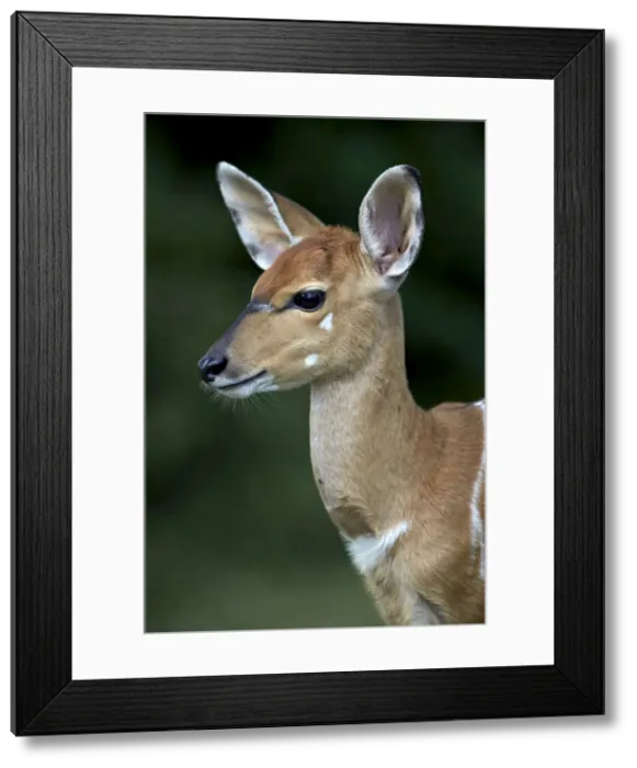 Framed Print : Young nyala (Tragelaphus angasii), Hluhluwe Game Reserve, South Africa, Africa Framed Print : Young nyala (Tragelaphus angasii), Hluhluwe Game Reserve, South Africa, Africa
