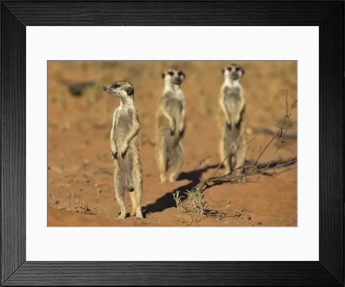 Framed Print : Meerkat (Suricata suricatta), Kgalagadi Transfrontier Park, Northern Cape, South Africa, Africa Framed Print : Meerkat (Suricata suricatta), Kgalagadi Transfrontier Park, Northern Cape, South Africa, Africa