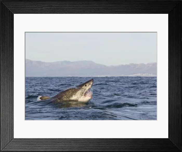 Framed Print : Great white shark (Carcharodon carcharias), Seal Island, False Bay, Simonstown, Western Cape, South Africa, Africa Framed Print : Great white shark (Carcharodon carcharias), Seal Island, False Bay, Simonstown, Western Cape, South Africa, Africa