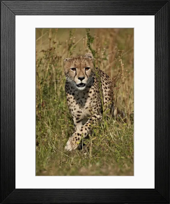 Framed Print : Cheetah (Acinonyx jubatus), Kruger National Park, South Africa, Africa Framed Print : Cheetah (Acinonyx jubatus), Kruger National Park, South Africa, Africa