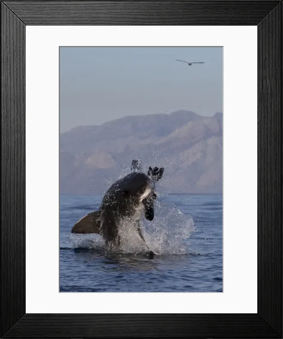 Framed Print : Great white shark (Carcharodon carcharias), Seal Island, False Bay, Simonstown, Western Cape, South Africa, Africa Framed Print : Great white shark (Carcharodon carcharias), Seal Island, False Bay, Simonstown, Western Cape, South Africa, Africa
