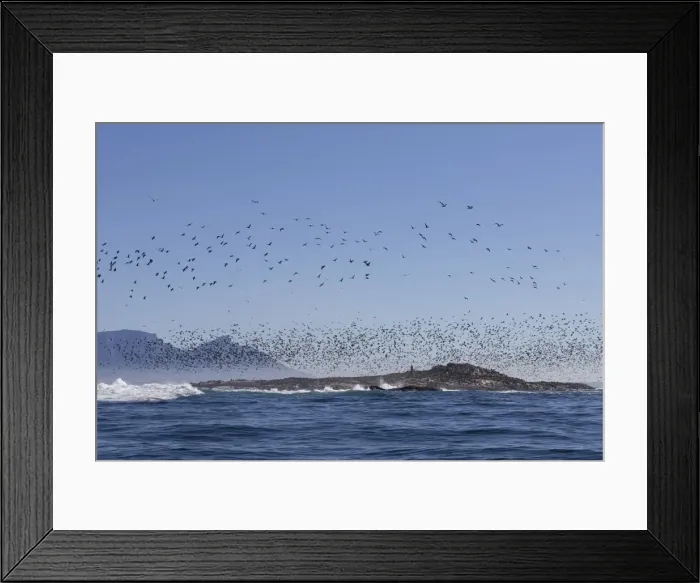 Framed Print : Cape cormorant (Phalacrocorax capensis), Seal Island, False Bay, Simonstown, Western Cape, South Africa, Africa Framed Print : Cape cormorant (Phalacrocorax capensis), Seal Island, False Bay, Simonstown, Western Cape, South Africa, Africa
