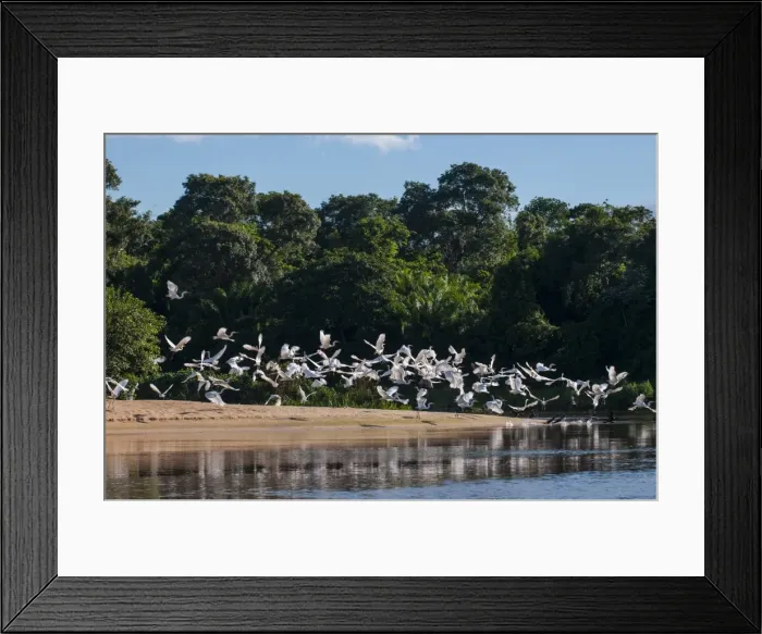 Framed Print : Flocks of Graza Mora, Pantanal Conservation Area, UNESCO World Heritage Site, Brazil, South America Framed Print : Flocks of Graza Mora, Pantanal Conservation Area, UNESCO World Heritage Site, Brazil, South America
