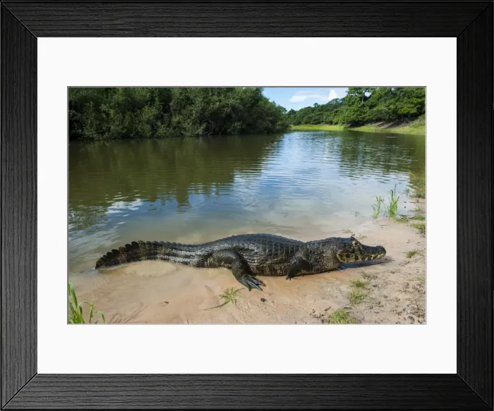 Framed Print : Alligator (Yacare caiman) in the Pantanal, UNESCO World Heritage Site, Brazil, South America Framed Print : Alligator (Yacare caiman) in the Pantanal, UNESCO World Heritage Site, Brazil, South America
