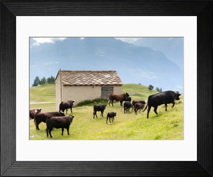 Framed Print : Cows of Aosta Valley, Vetan, Aosta Valley, Italian Alps, Italy, Europe Framed Print : Cows of Aosta Valley, Vetan, Aosta Valley, Italian Alps, Italy, Europe