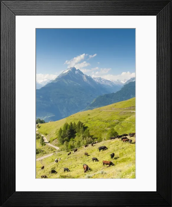 Framed Print : Herd of cows in the Aosta Valley, Vetan, Aosta Valley, Italian Alps, Italy, Europe