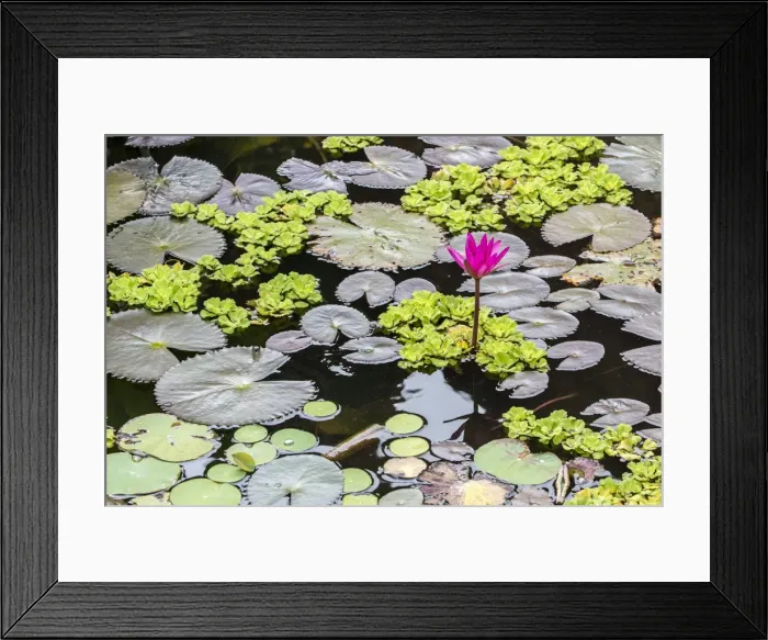 Framed Print : Water-lilies, Nymphaea spp, in Phnom Penh, along the Mekong River, Cambodia, Indochina, Southeast Asia, Asia Framed Print : Water-lilies, Nymphaea spp, in Phnom Penh, along the Mekong River, Cambodia, Indochina, Southeast Asia, Asia