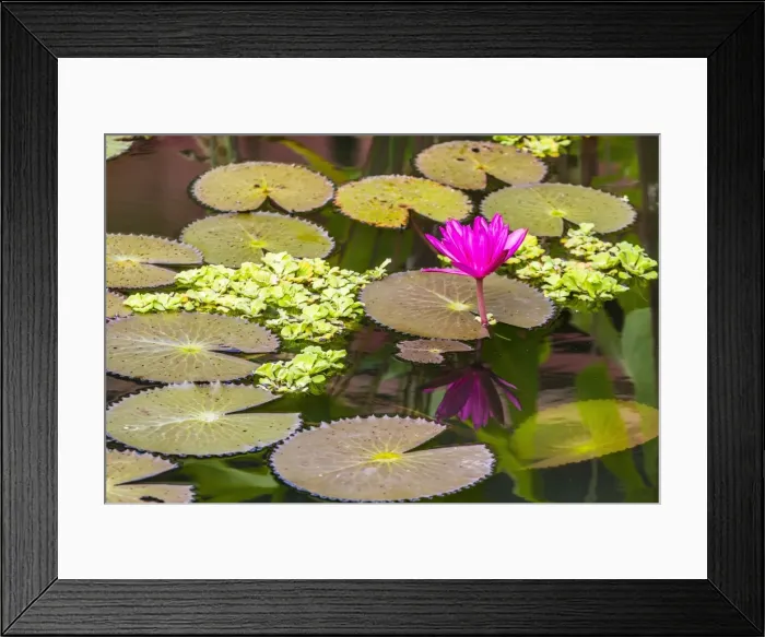 Framed Print : Water-lilies, Nymphaea spp, in Phnom Penh, along the Mekong River, Cambodia, Indochina, Southeast Asia, Asia Framed Print : Water-lilies, Nymphaea spp, in Phnom Penh, along the Mekong River, Cambodia, Indochina, Southeast Asia, Asia