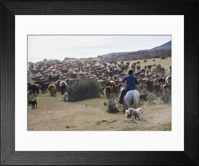 Framed Print : Cattle herd in the Torres del Paine National Park, Patagonia, Chile, South America Framed Print : Cattle herd in the Torres del Paine National Park, Patagonia, Chile, South America