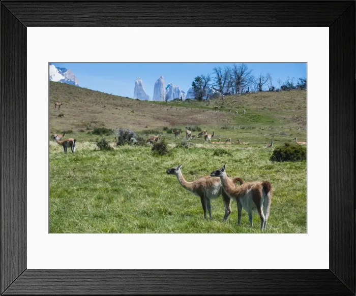 Framed Print : Guanakos (Lama Guanicoe), Torres del Paine National Park, Patagonia, Chile, South America Framed Print : Guanakos (Lama Guanicoe), Torres del Paine National Park, Patagonia, Chile, South America
