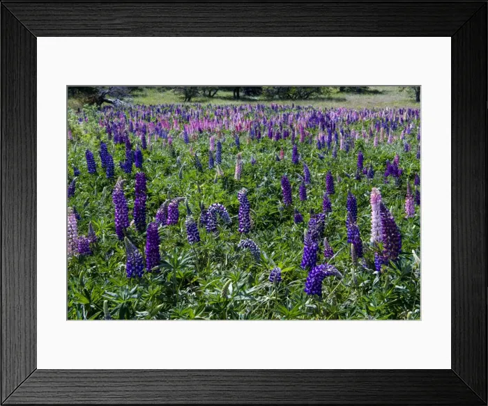 Framed Print : Blooming wild flowers in the Torres del Paine National Park, Patagonia, Chile, South America Framed Print : Blooming wild flowers in the Torres del Paine National Park, Patagonia, Chile, South America