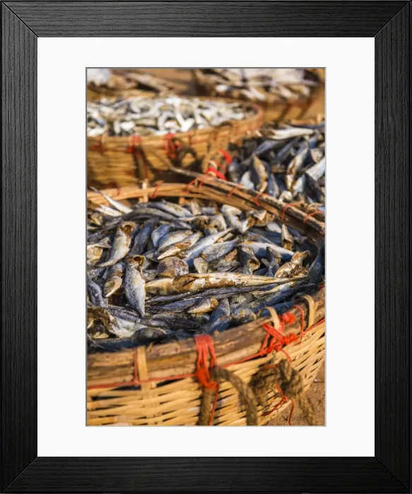 Framed Print : Fish drying in baskets at Negombo fish market (Lellama fish market), Negombo, West Coast of Sri Lanka, Asia Framed Print : Fish drying in baskets at Negombo fish market (Lellama fish market), Negombo, West Coast of Sri Lanka, Asia